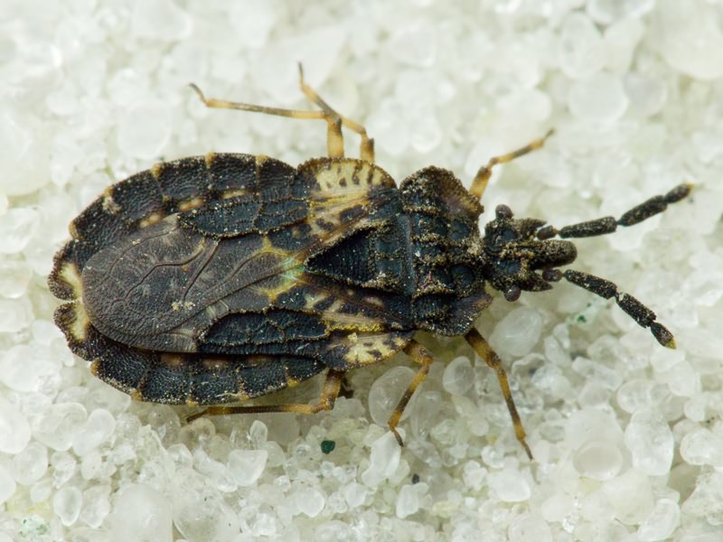 Aradus truncatus Fieber, 1860